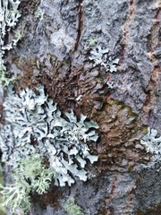 Melanelixia subaurifera