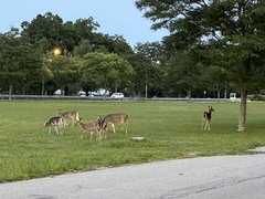 Odocoileus virginianus