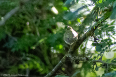 Phylloscopus sibilatrix