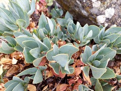 Penstemon barrettiae
