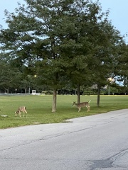 Odocoileus virginianus