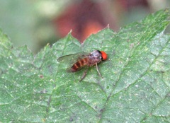 Callomyia