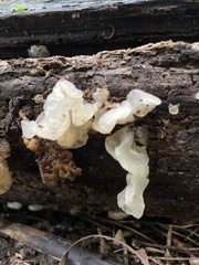 Ductifera pululahuana