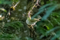 Phylloscopus sibilatrix