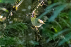 Phylloscopus sibilatrix