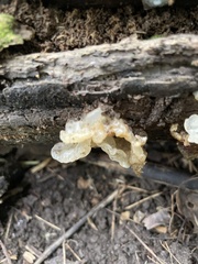 Ductifera pululahuana