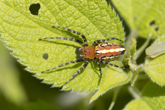 Alpaida grayi