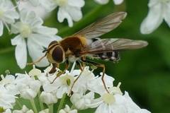 Leucozona glaucia