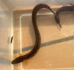 Pholis gunnellus