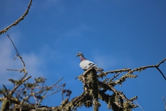 Columba livia