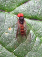 Callomyia