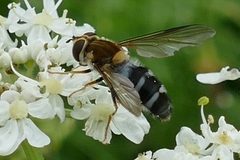 Leucozona glaucia