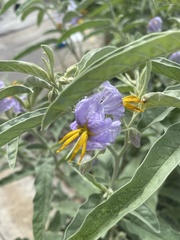 Solanum elaeagnifolium