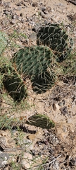 Opuntia engelmannii