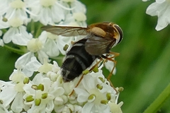 Leucozona glaucia