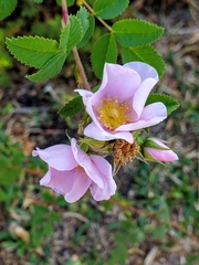 Rosa californica