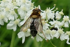 Leucozona glaucia
