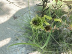 Grindelia lanceolata