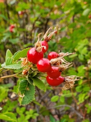 Rosa californica
