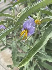 Solanum elaeagnifolium