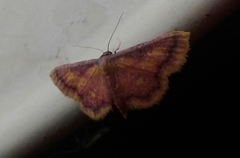Idaea muricata