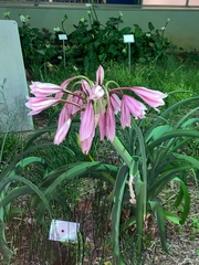 Crinum bulbispermum