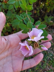 Rosa californica