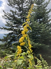 Solidago curtisii