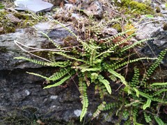 Asplenium trichomanes