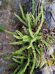 Asplenium trichomanes