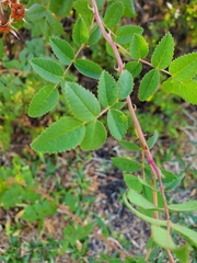 Rosa californica
