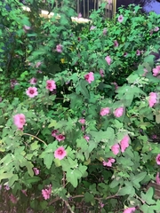 Malva arborea