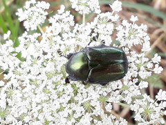 Protaetia angustata