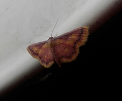 Idaea muricata