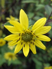 Silphium asteriscus