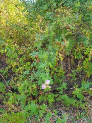 Rosa californica
