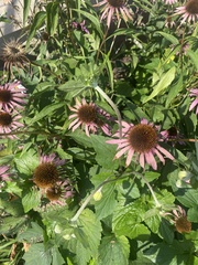 Echinacea