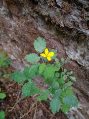 Chelidonium majus