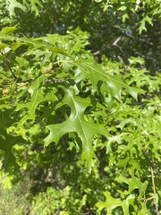 Quercus buckleyi