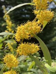 Solidago curtisii
