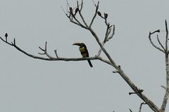 Pteroglossus castanotis