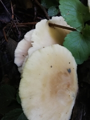 Pleurotus pulmonarius