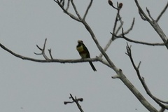 Pteroglossus castanotis