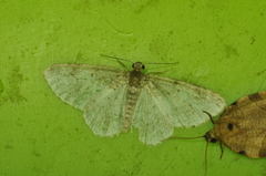 Hydrelia inornata
