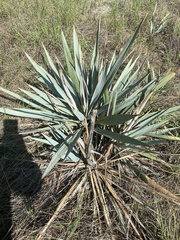 Yucca pallida