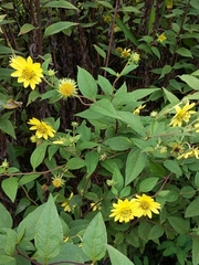 Silphium asteriscus