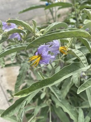 Solanum elaeagnifolium