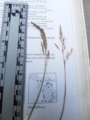 Poa glauca