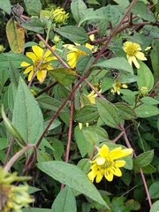 Silphium asteriscus