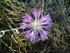 Psephellus marschallianus